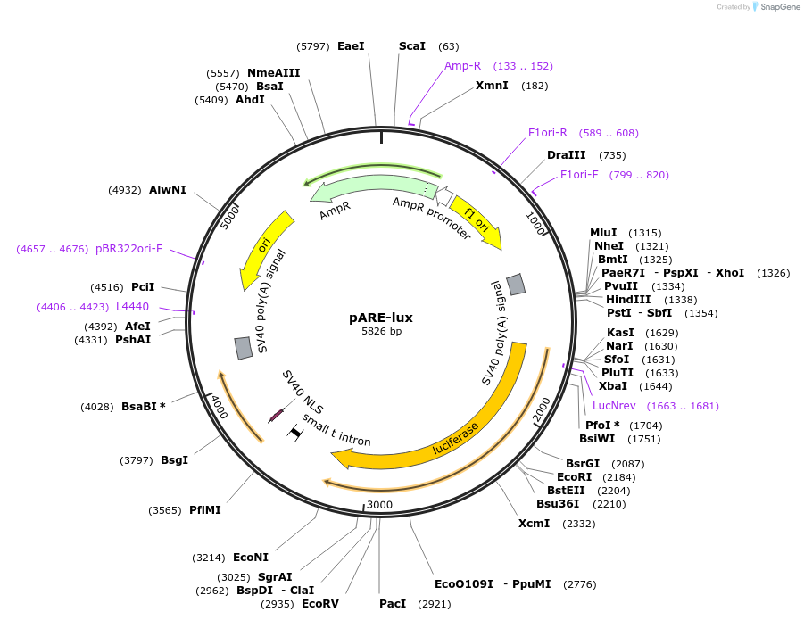 11768-plasmid-map-sequence-id-241075
