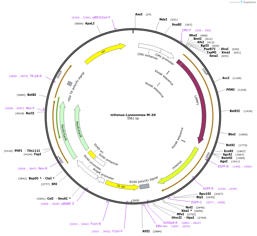 56618-plasmid-map-sequence-id-241076