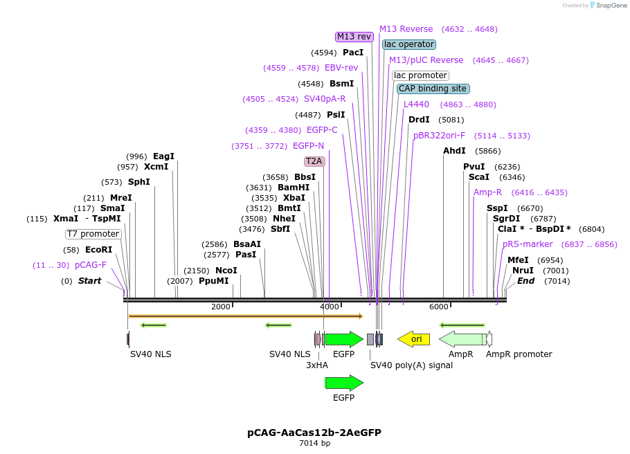 241099_map