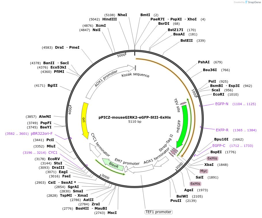 124277-plasmid-map-sequence-id-241188