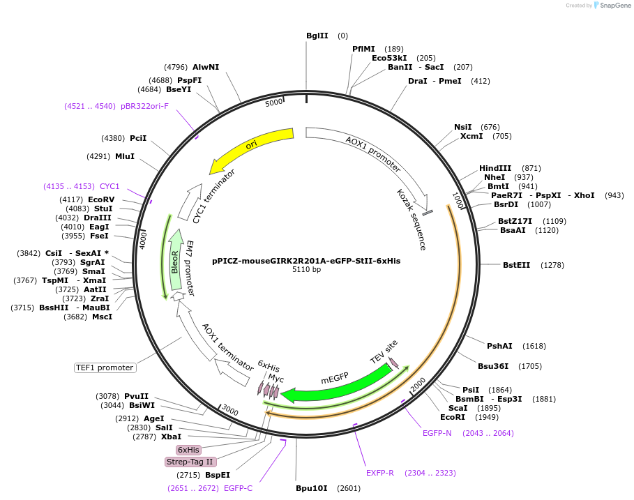 124278-plasmid-map-sequence-id-241189