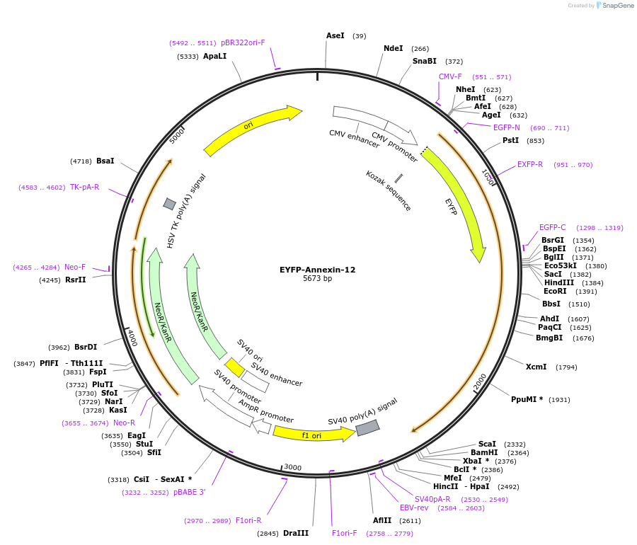 56583-plasmid-map-sequence-id-241190