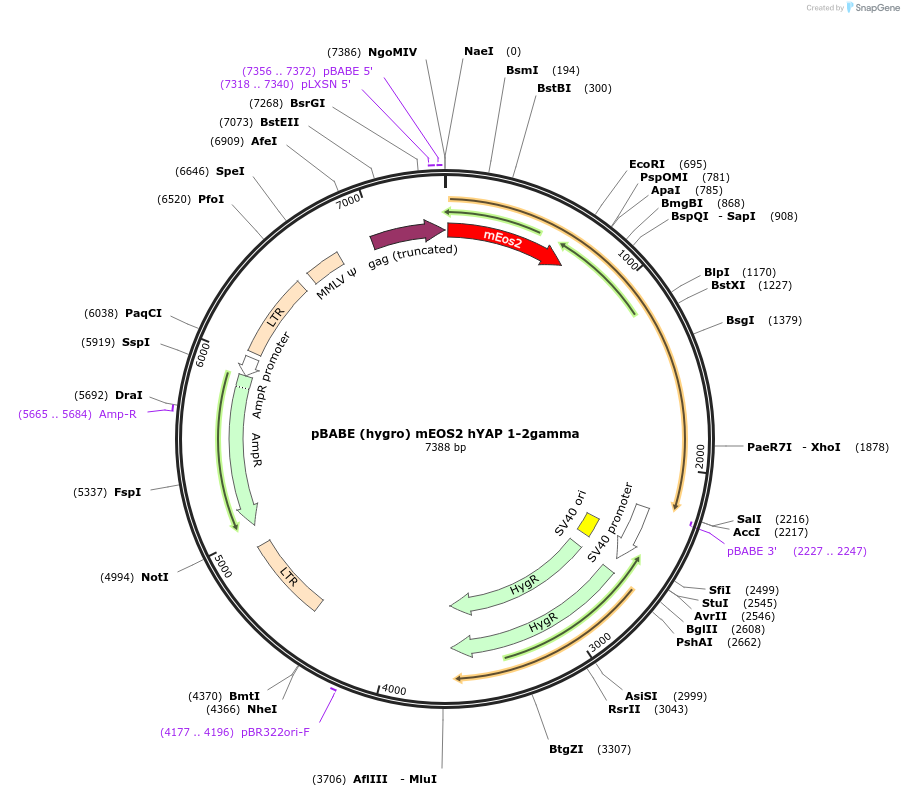 124161-plasmid-map-sequence-id-241196