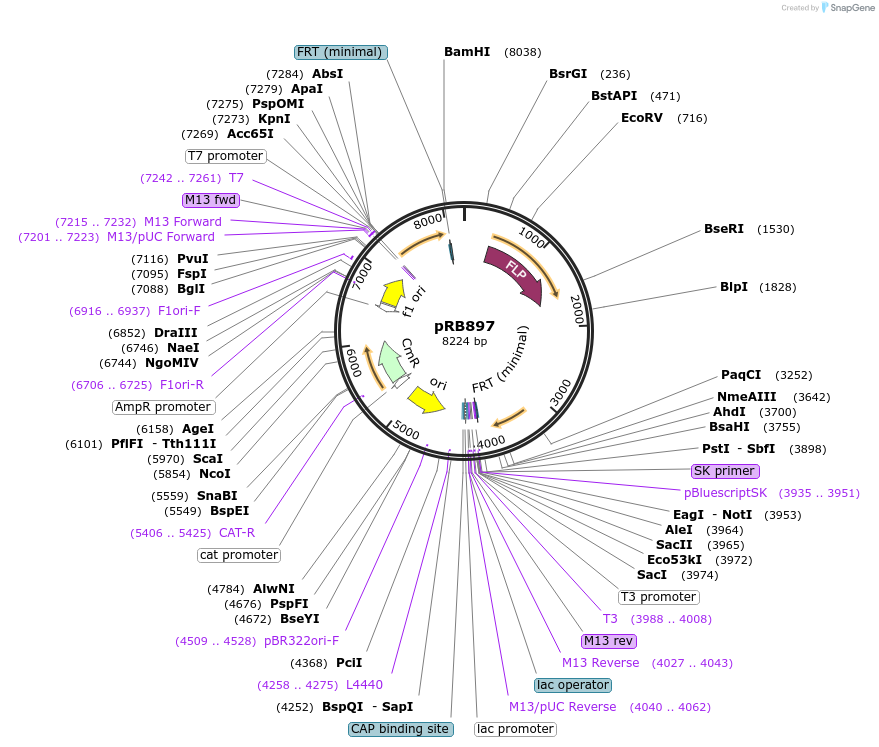 124587-plasmid-map-sequence-id-241200