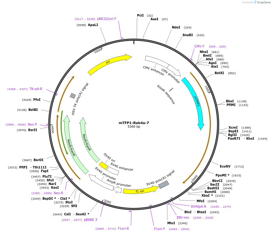 55507-plasmid-map-sequence-id-241202