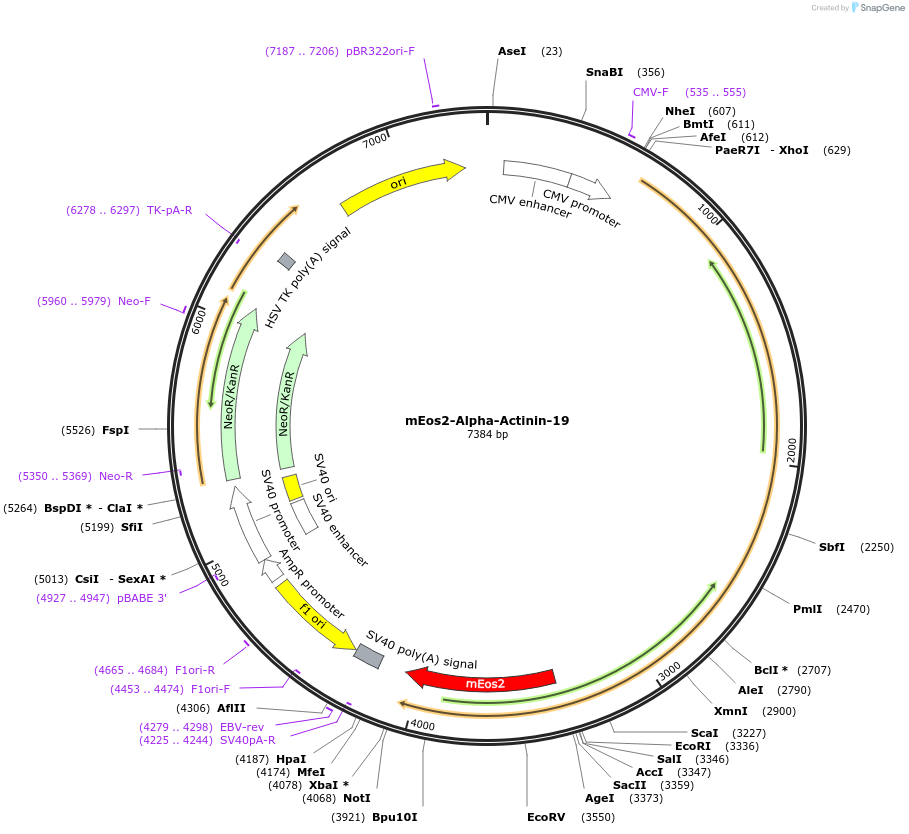 57346-plasmid-map-sequence-id-241204