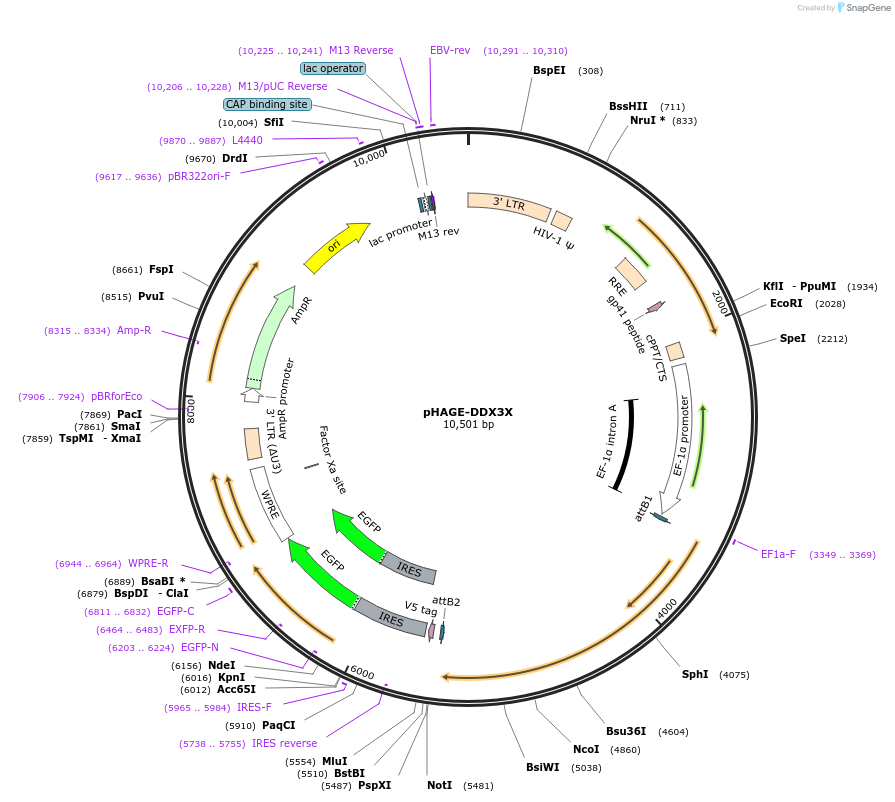 116730-plasmid-map-sequence-id-241213