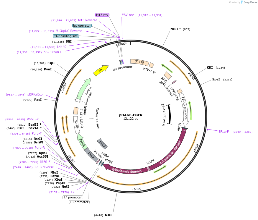 116731-plasmid-map-sequence-id-241214