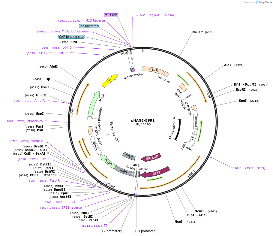 116737-plasmid-map-sequence-id-241220
