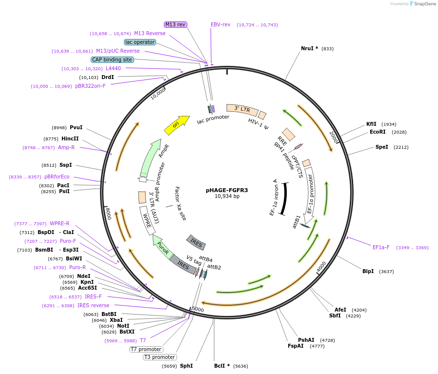 116742-plasmid-map-sequence-id-241240