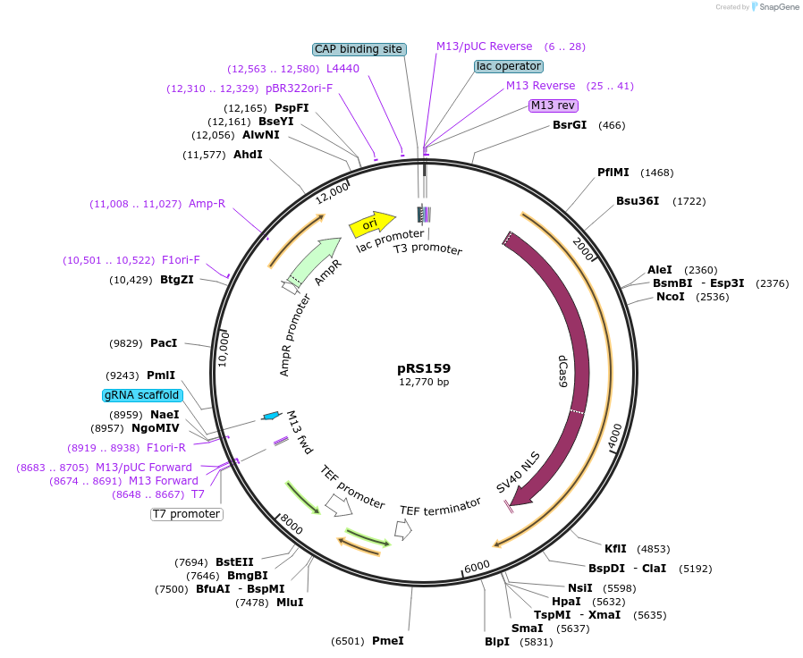 122378-plasmid-map-sequence-id-241243
