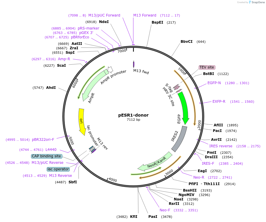 112337-plasmid-map-sequence-id-241244