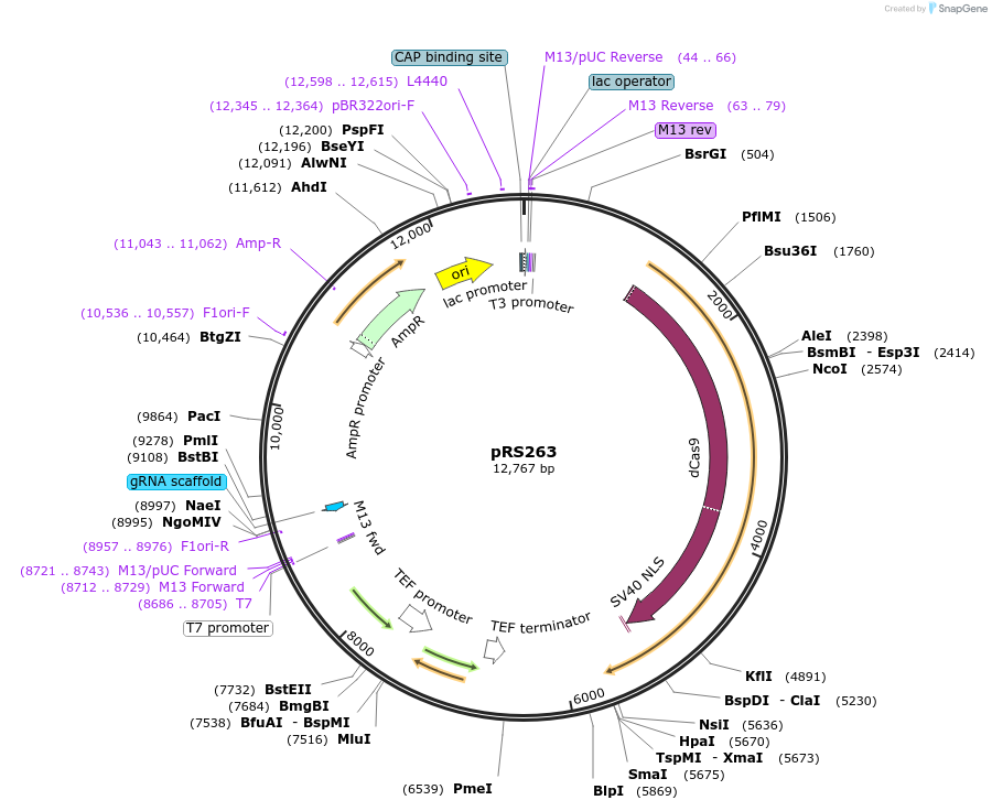122379-plasmid-map-sequence-id-241246