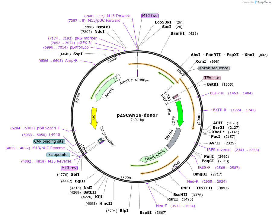113821-plasmid-map-sequence-id-241248