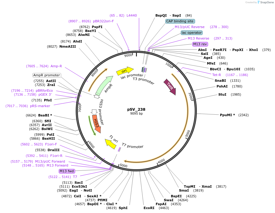 122941-plasmid-map-sequence-id-241259