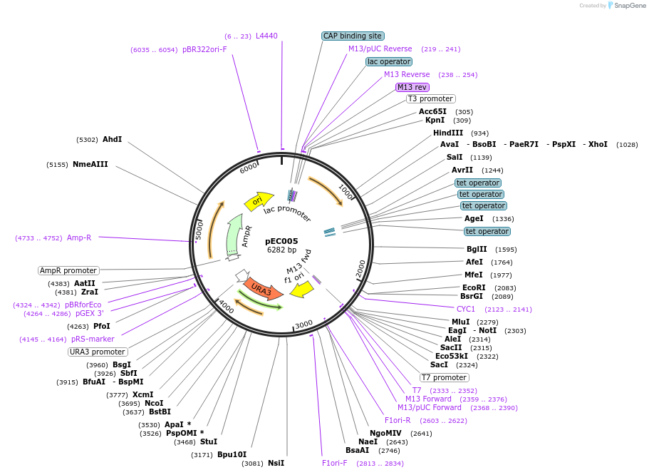 122939-plasmid-map-sequence-id-241261