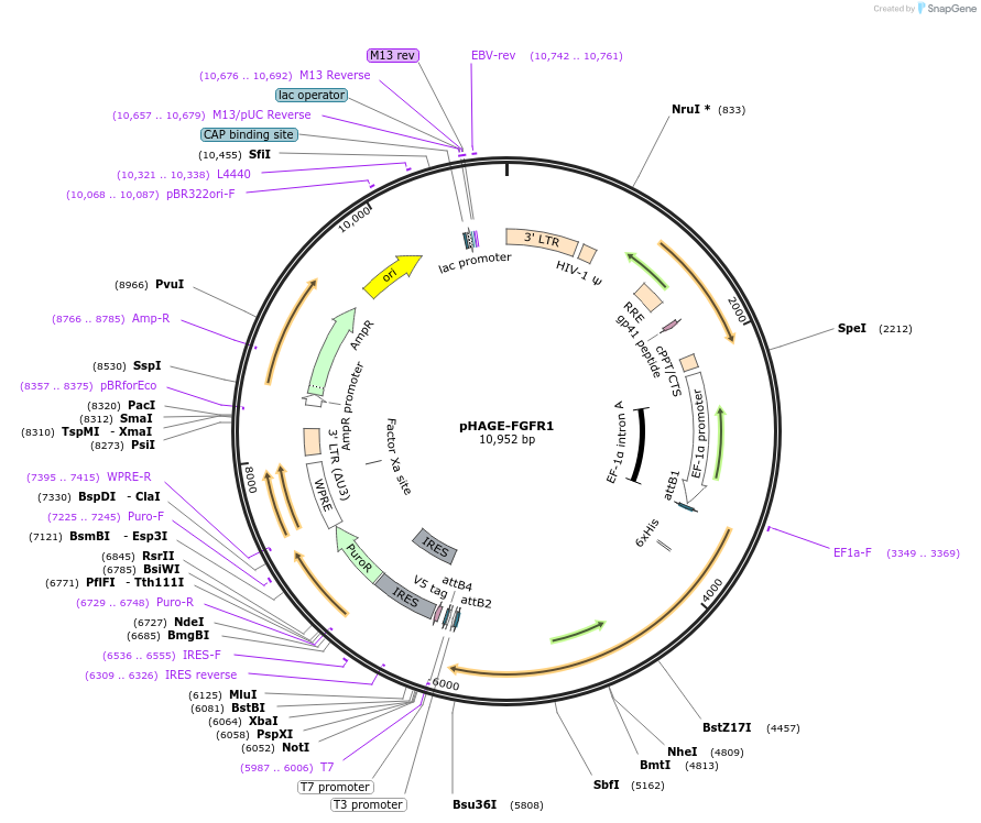 116740-plasmid-map-sequence-id-241263
