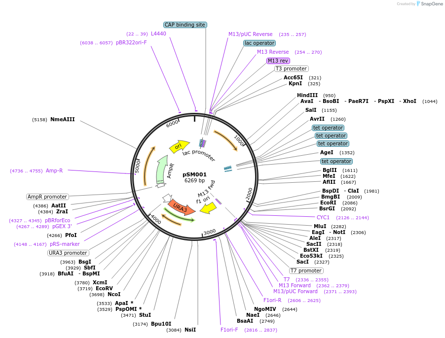 122935-plasmid-map-sequence-id-241264