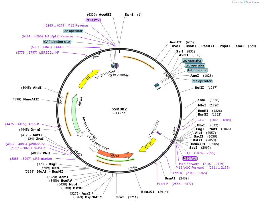 122936-plasmid-map-sequence-id-241265