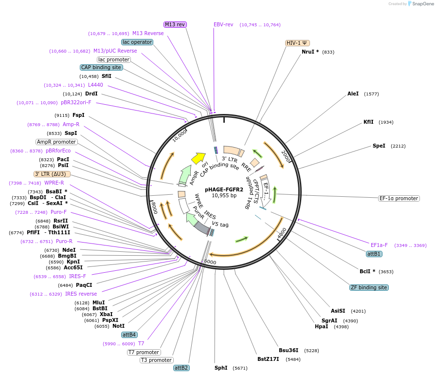 116741-plasmid-map-sequence-id-241267