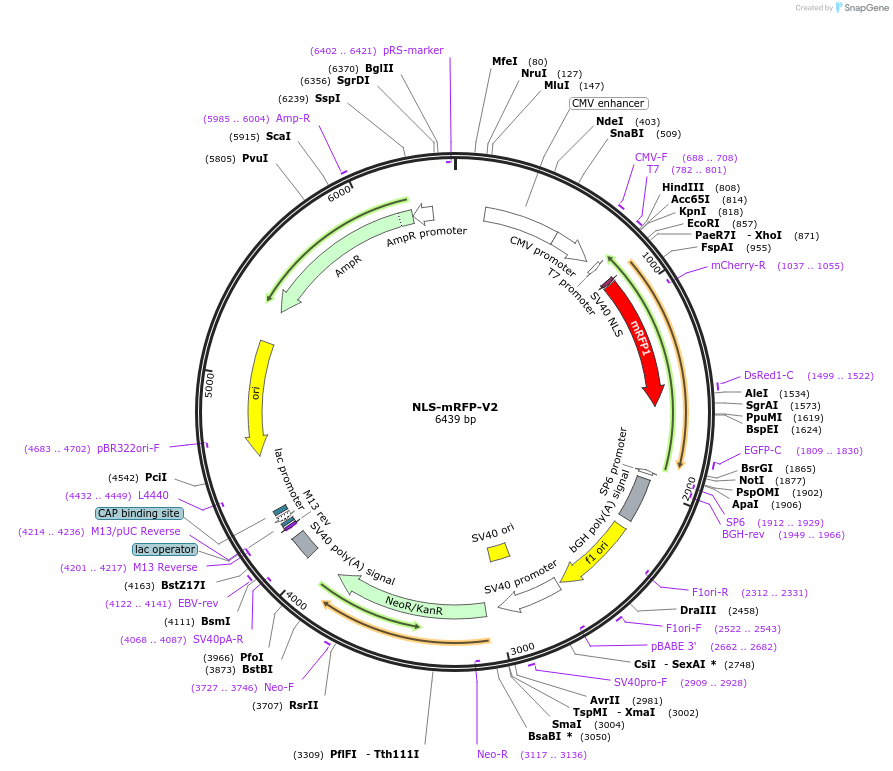 124267-plasmid-map-sequence-id-241279