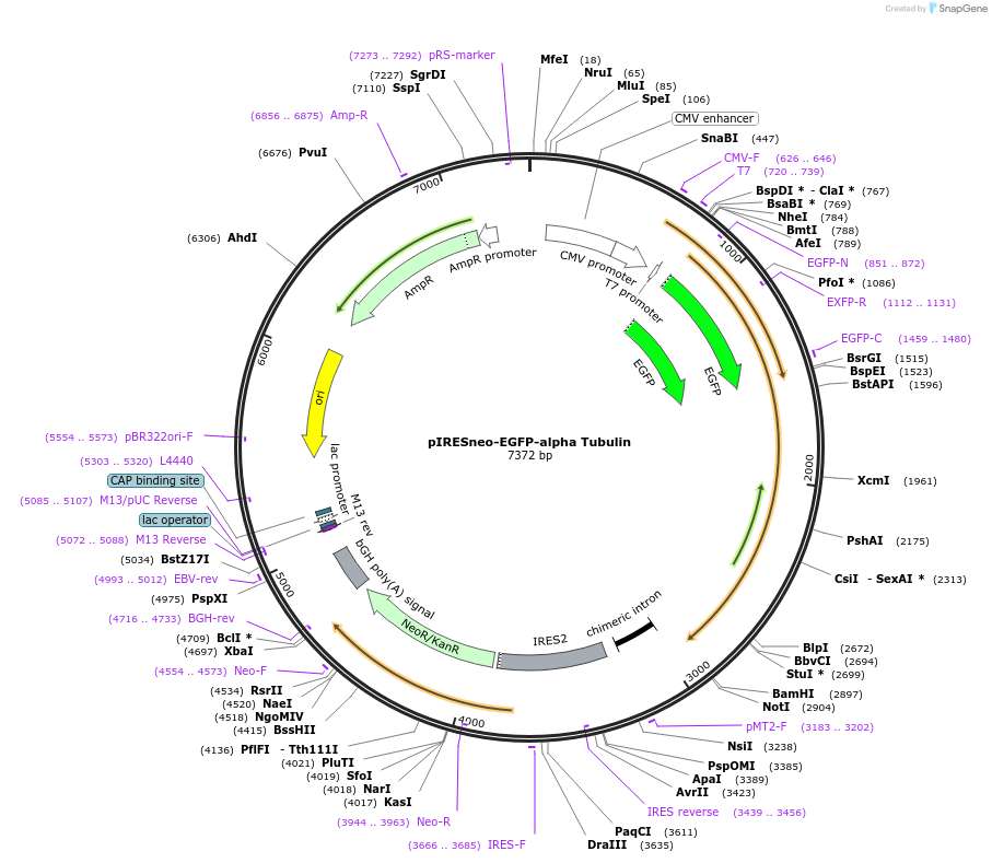 12298-plasmid-map-sequence-id-241281