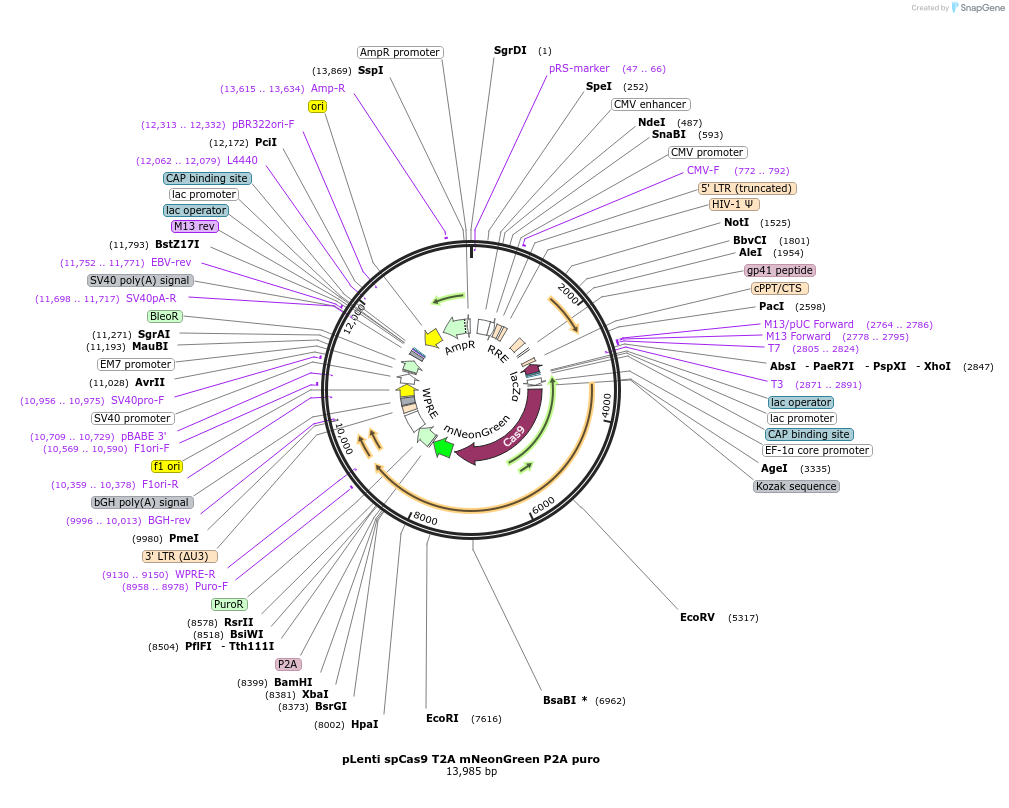 122183-plasmid-map-sequence-id-241282