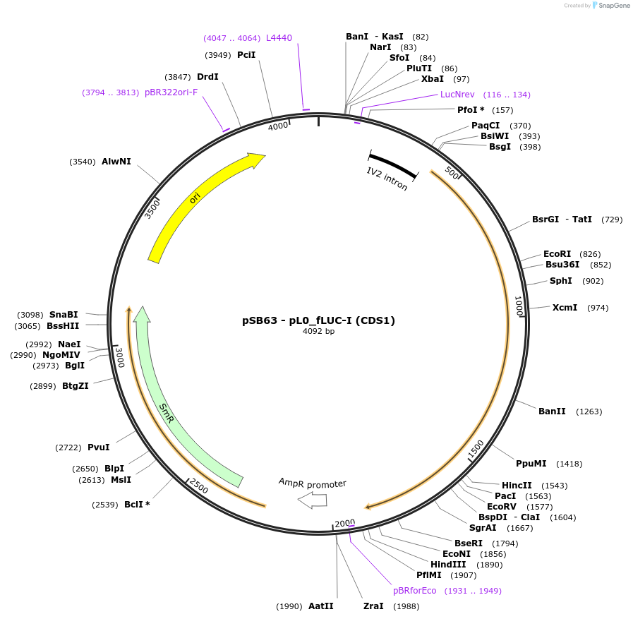 123180-plasmid-map-sequence-id-241283
