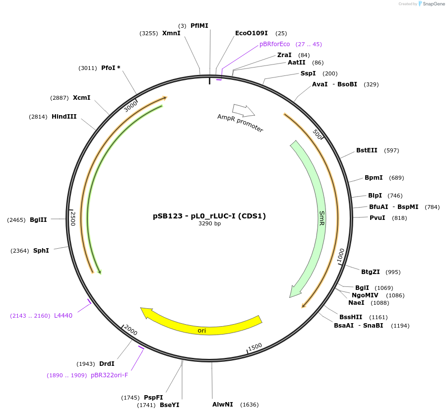 123181-plasmid-map-sequence-id-241286