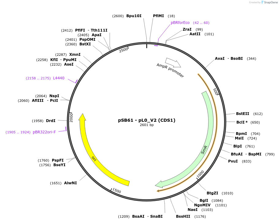 123183-plasmid-map-sequence-id-241416