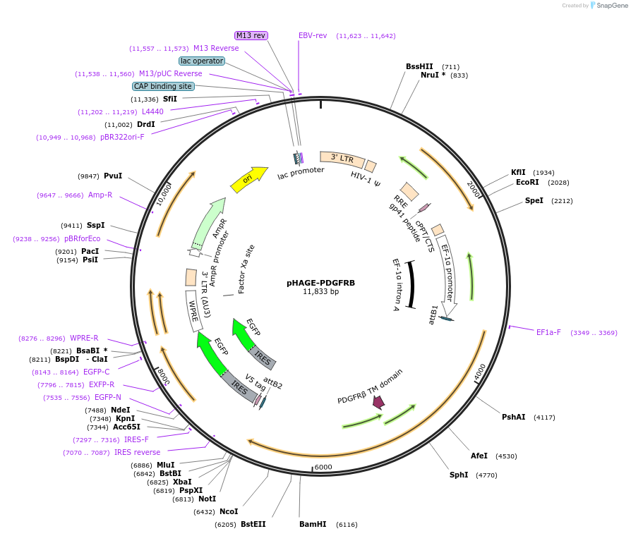 116770-plasmid-map-sequence-id-241419