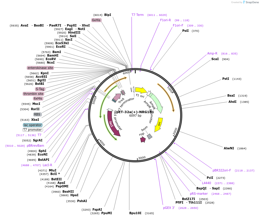 120287-plasmid-map-sequence-id-241426
