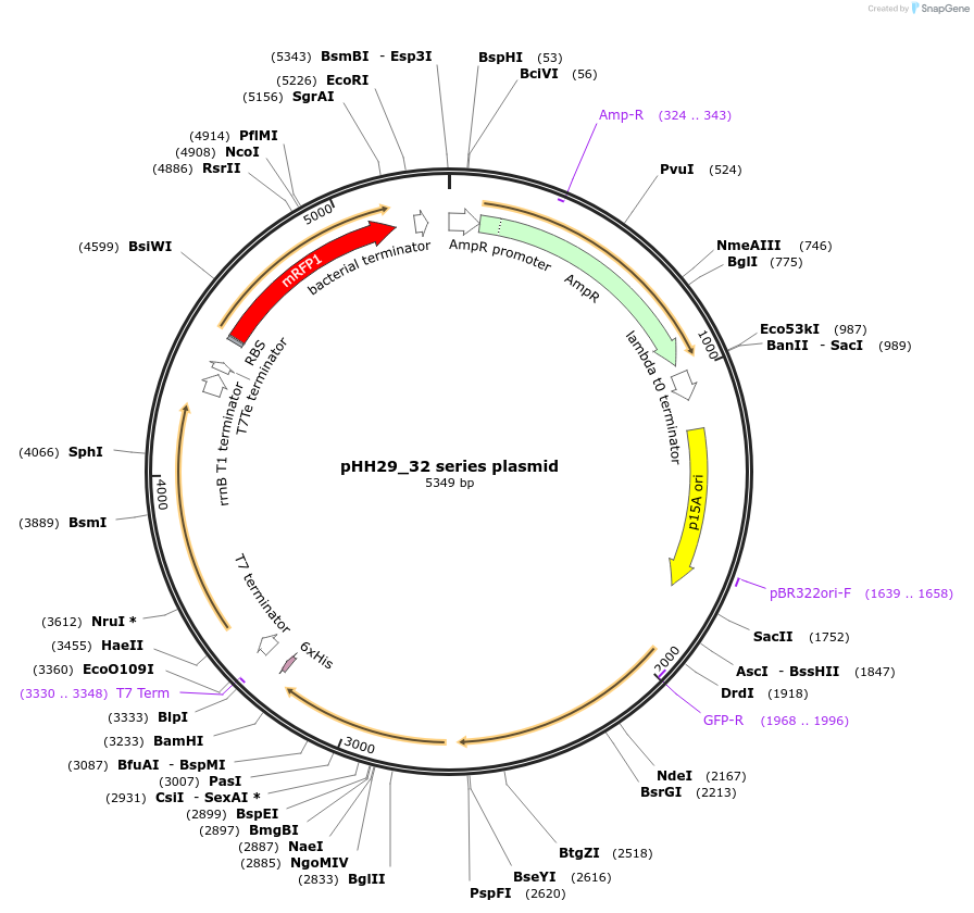 120901-plasmid-map-sequence-id-241429
