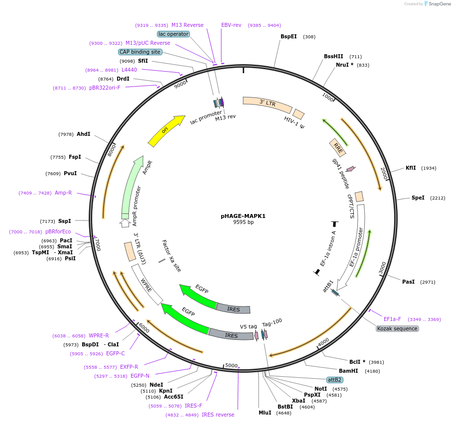 116760-plasmid-map-sequence-id-241435