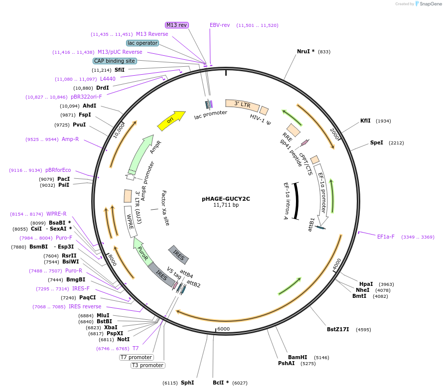 116749-plasmid-map-sequence-id-241439