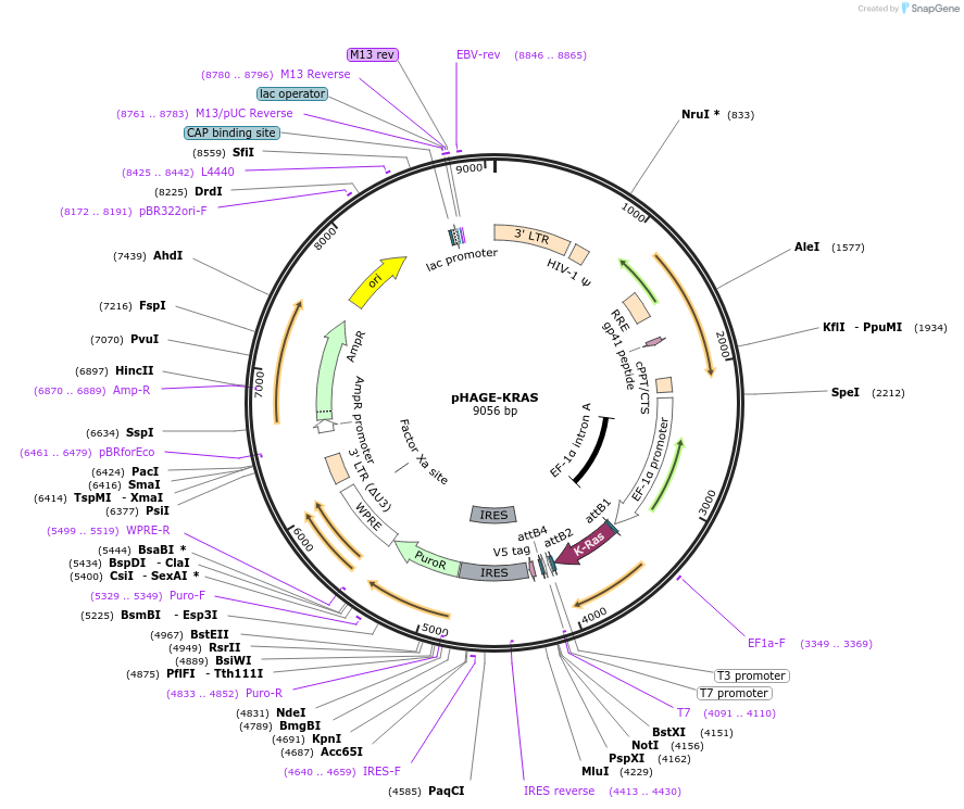 116755-plasmid-map-sequence-id-241442