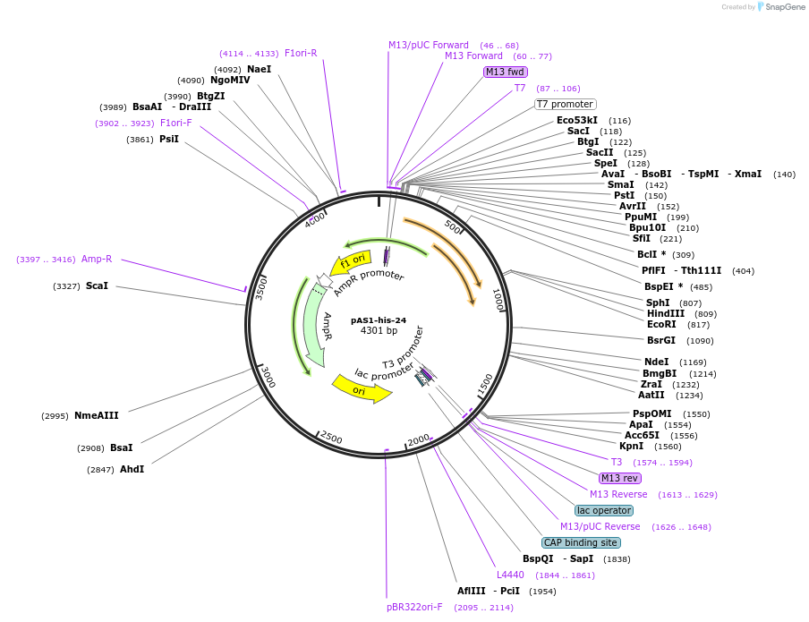 124317-plasmid-map-sequence-id-241457