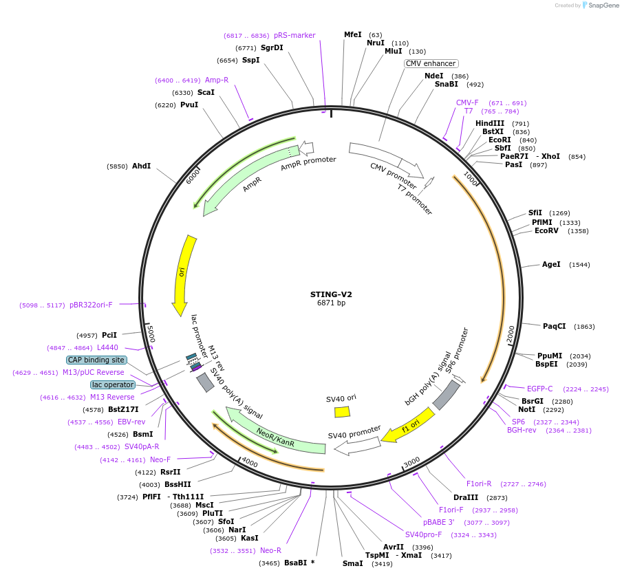124264-plasmid-map-sequence-id-241461