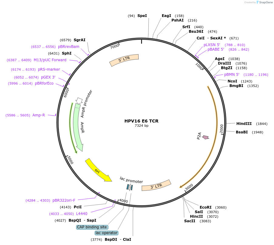 122727-plasmid-map-sequence-id-241464
