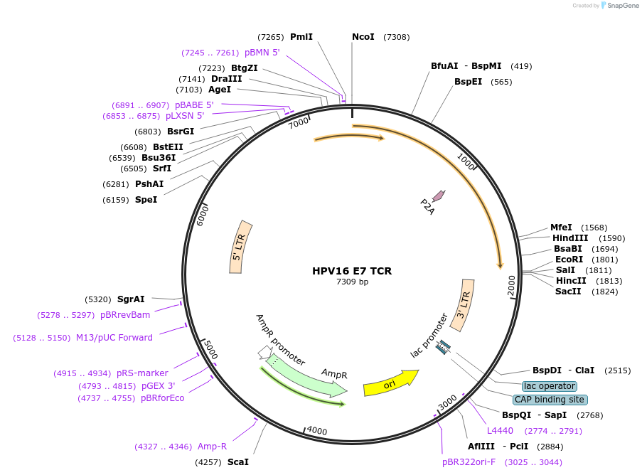 122728-plasmid-map-sequence-id-241465
