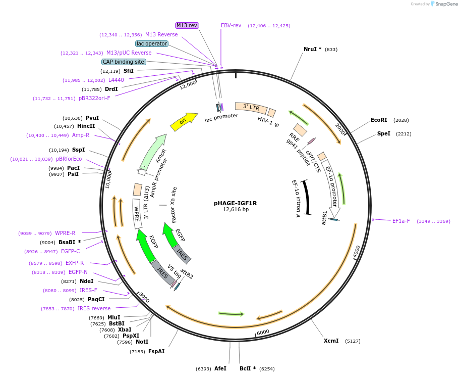 116752-plasmid-map-sequence-id-241470