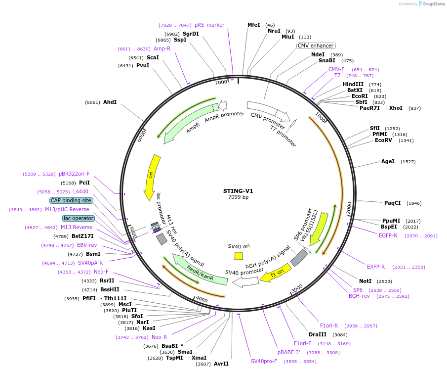 124262-plasmid-map-sequence-id-241476