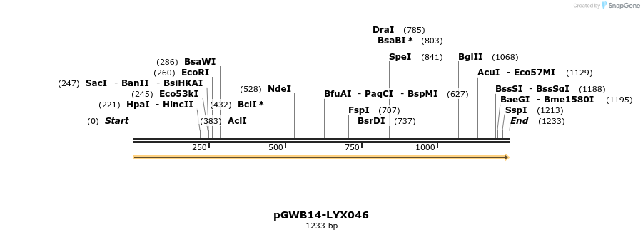 241538_map
