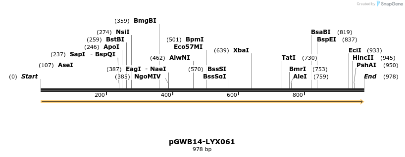 241553_map