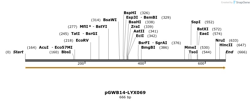 241561_map