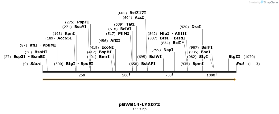 241564_map