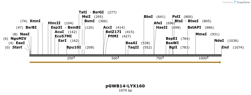 241652_map