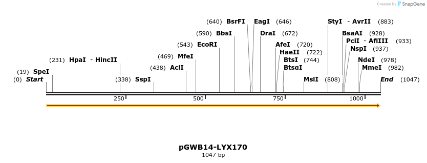 241662_map