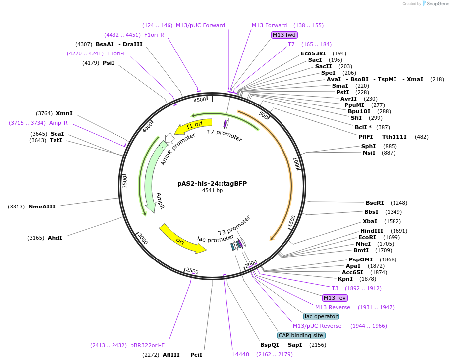 124320-plasmid-map-sequence-id-241687