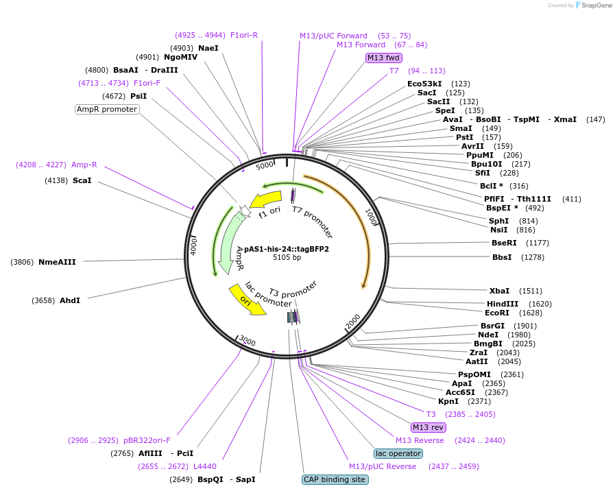 124321-plasmid-map-sequence-id-241688